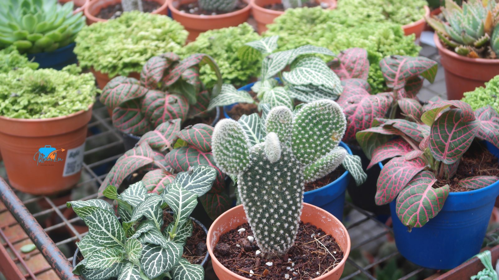 Review Cameron Highlands – Ladang Teh, Strawberry & Penginapan Menarik