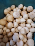 Cara Buat Madu Bawang Tunggal di Rumah dengan Mudah