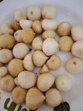 Tips Memilih Madu Bawang Tunggal Berkualiti dan Asli